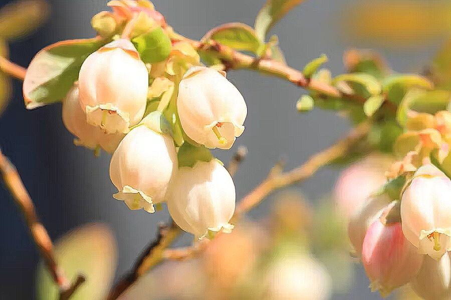 Цветки Голубики садовой.