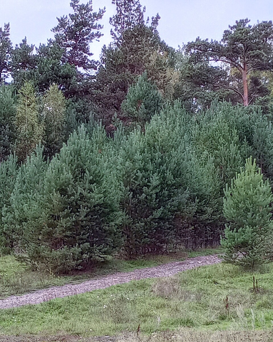  Фото сосновой семьи. Впереди дети, сзади родители.