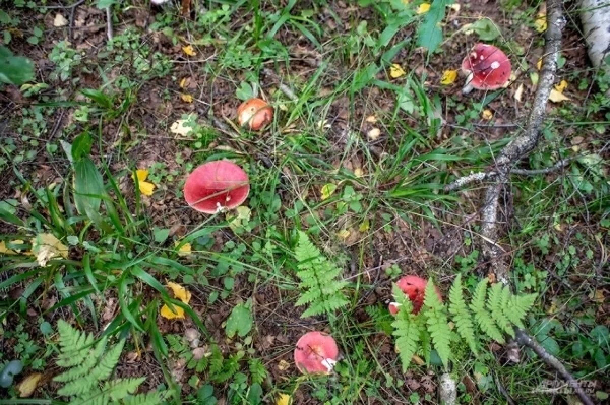    Тамбовская область: 31 случай отравления грибами с начала 2025 года