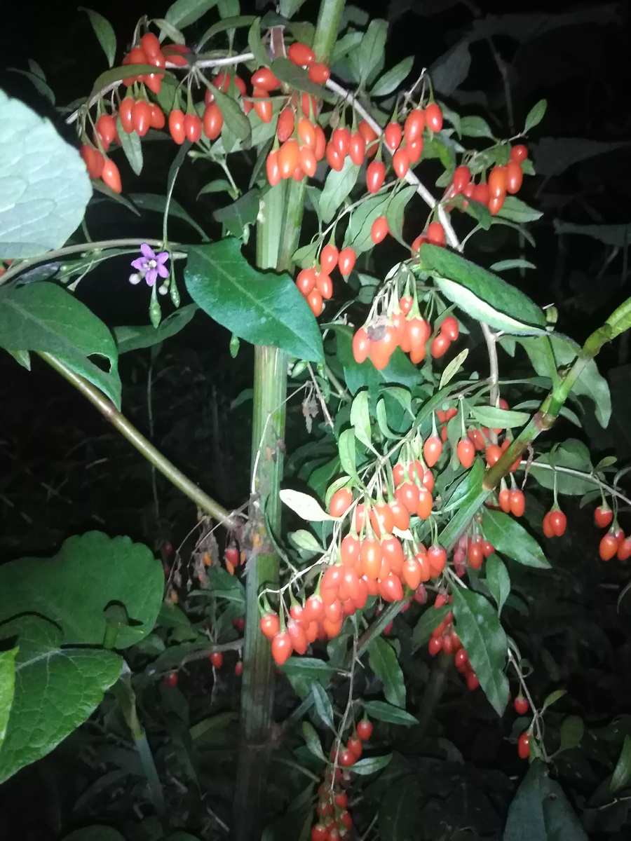 Годжи под окном. Фото автора канала