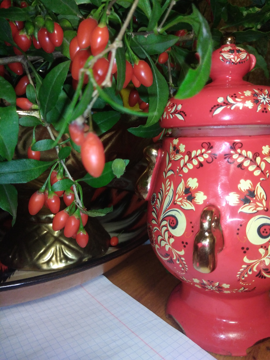 Ягоды Годжи на кухонном столе. Фото автора канала