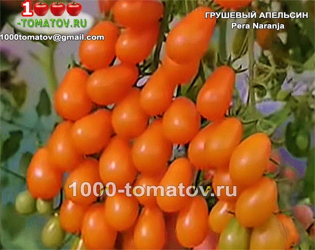 Томат Грушевый апельсин Pera Naranja ФОТО 1