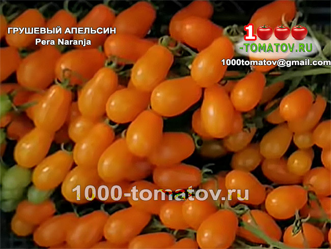 Томат Грушевый апельсин Pera Naranja фото 2