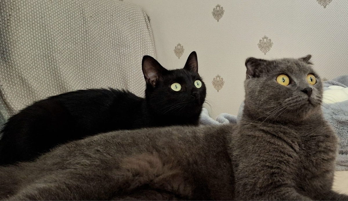 Черничка (Маруся) и Киви