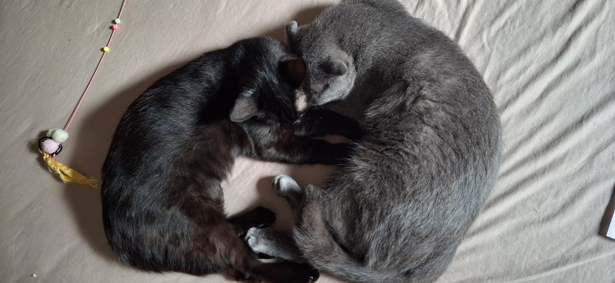 Черничка (Маруся) и Киви