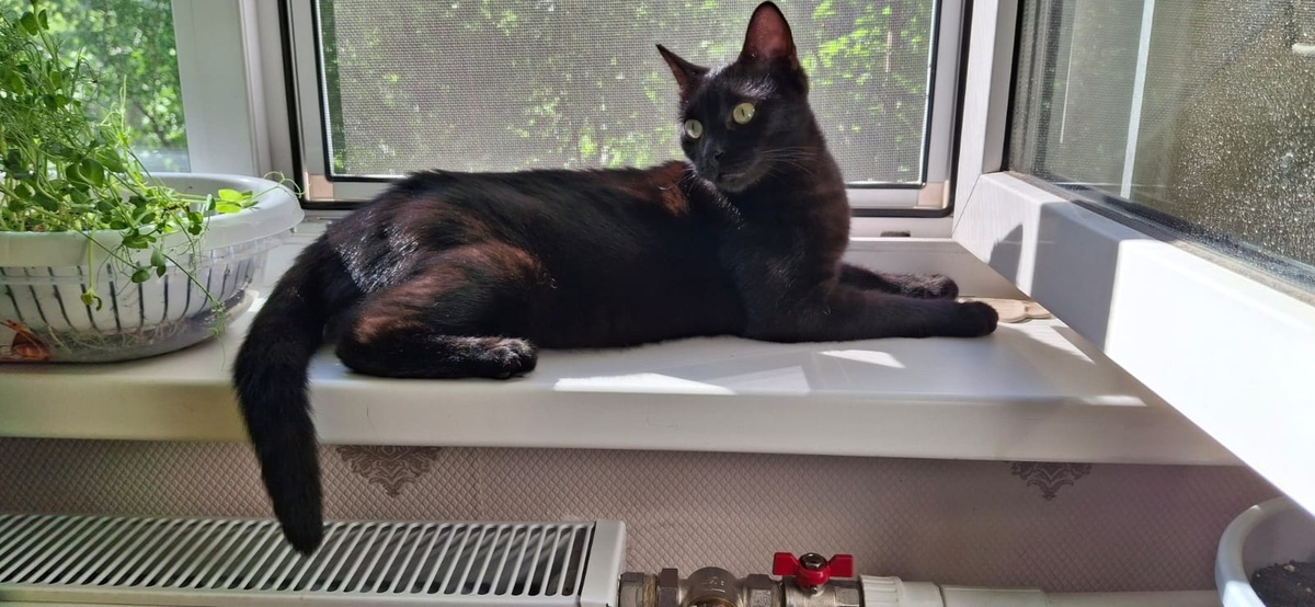 Черничка (Маруся)