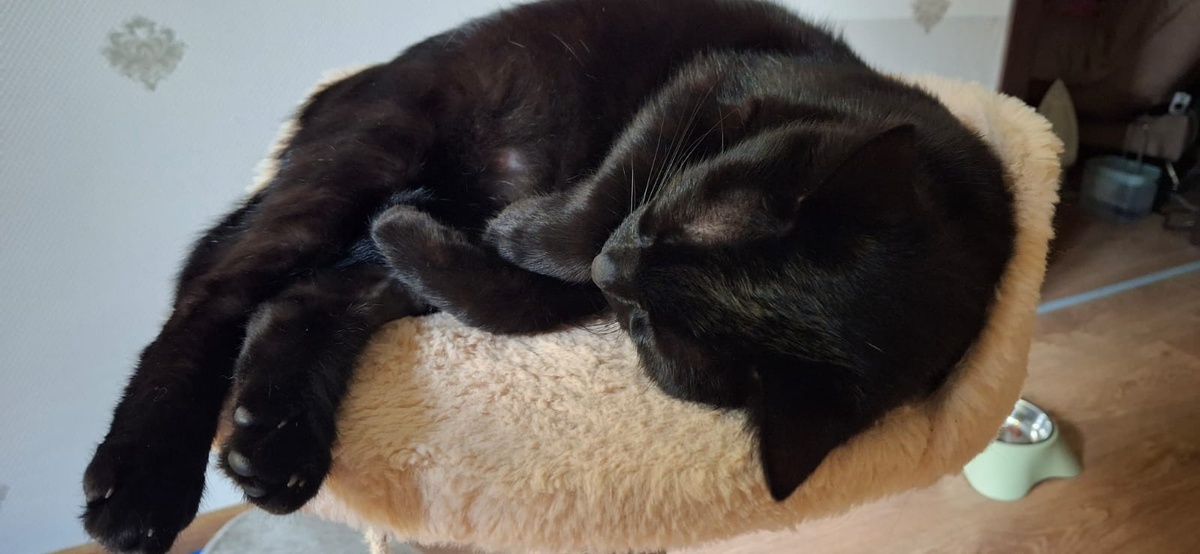 Черничка (Маруся)