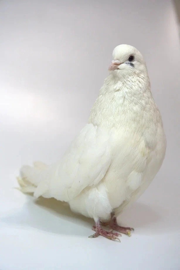 Вот такой у нас завидный жених был! УУХ