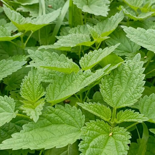   Крапива для сбора: молодая, до цветения Наталья Андросенкова