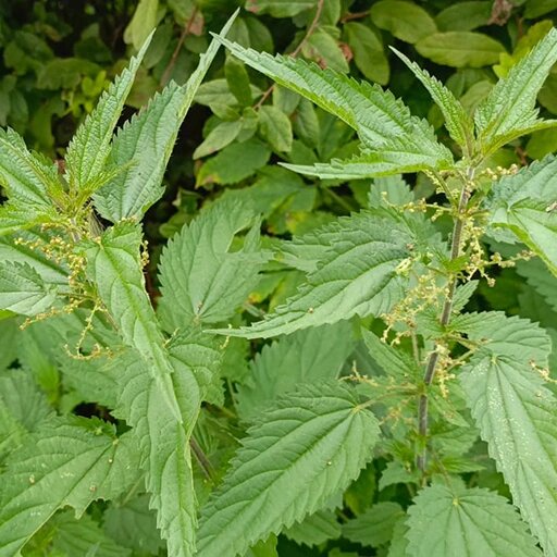   Цветущая крапива не подходит для заготовок Наталья Андросенкова