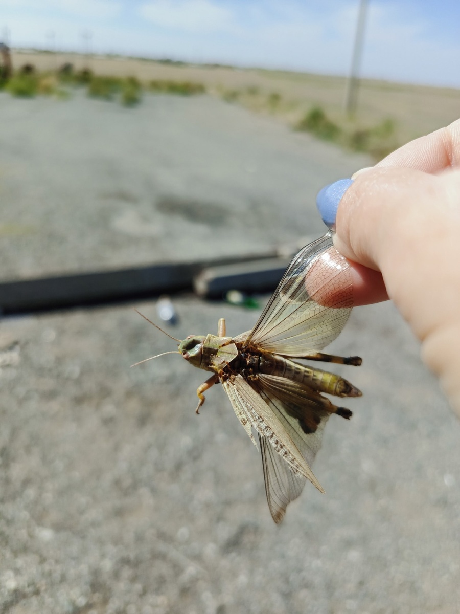 Дождь из саранчей (на видео из машины не сильно заметно, зато саранчу поймали в качестве доказательства :з )