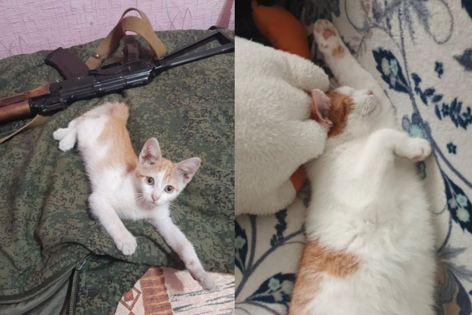    Боец спас котенка на Донбассе и отправил к семье в Новосибирск. Фото: Предоставлены женой бойца