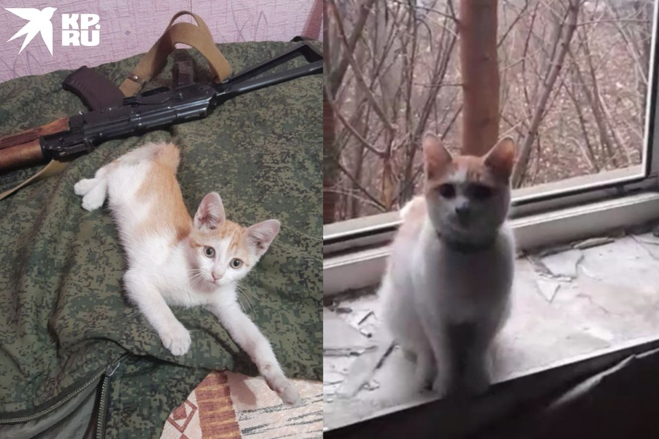    Котенок вышел из руин Авдеевки и жил с бойцом на ЛБС. Фото: Предоставлены женой бойца