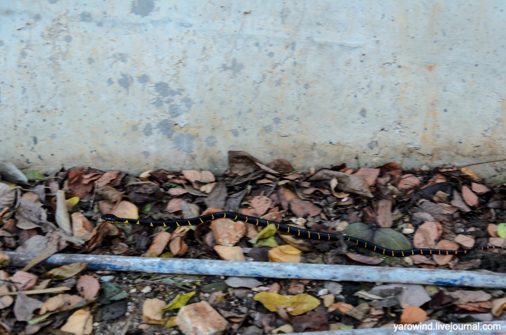 Мангровая змея