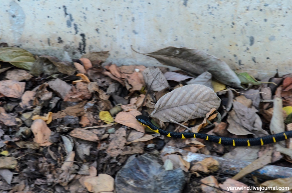 Мангровая змея