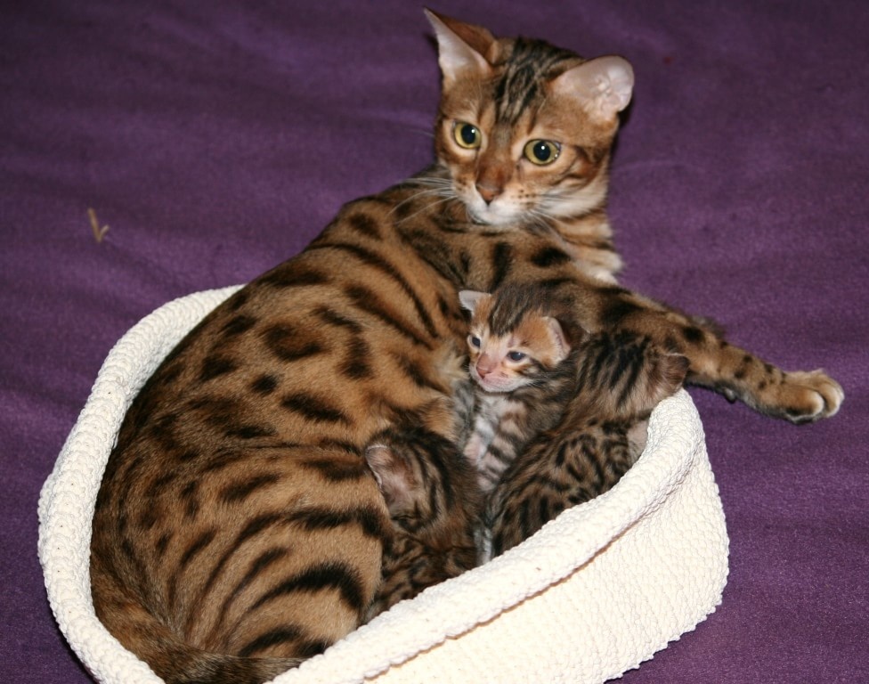 бенгальские котята