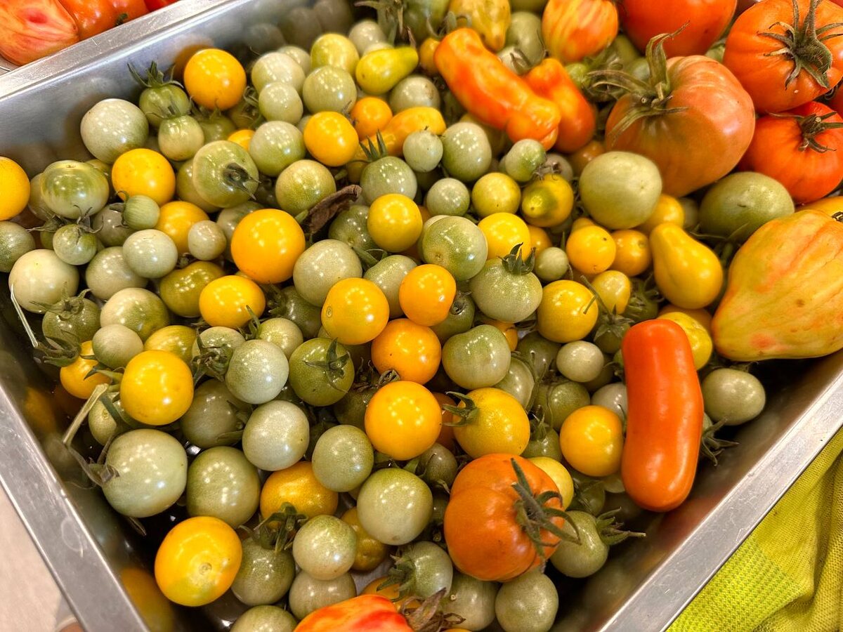 Томаты на дозаривание