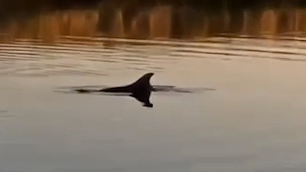    Фото: скриншот / Shot / Telegram