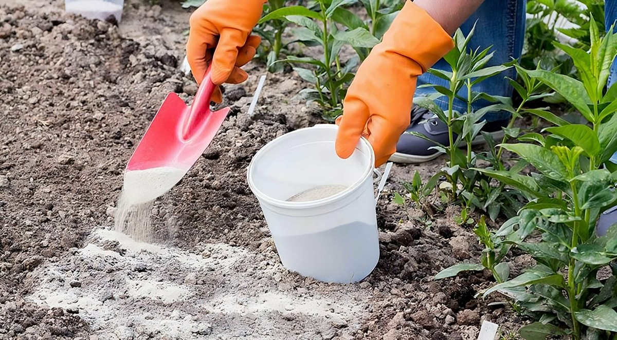 Обработка почвы после больных растений. Совет от опытных агрономов