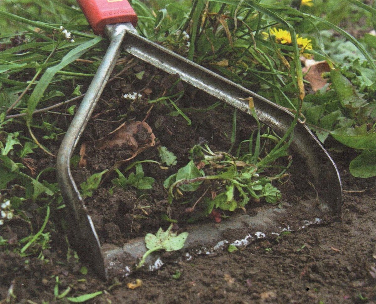 Глубокая очистка грядки от больных растений