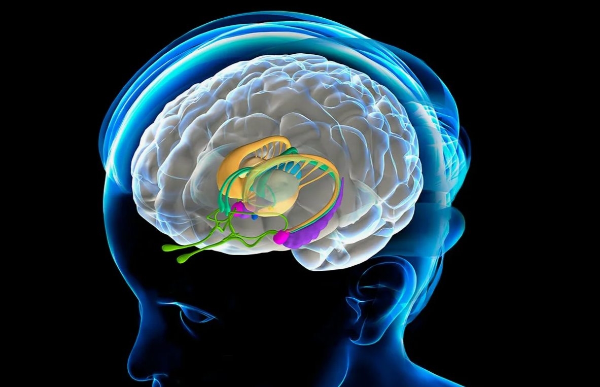 На изображеннии отмечены базальные ганглии, которые повреждаются при PANDAS-синдроме (изображение из открытых источников).