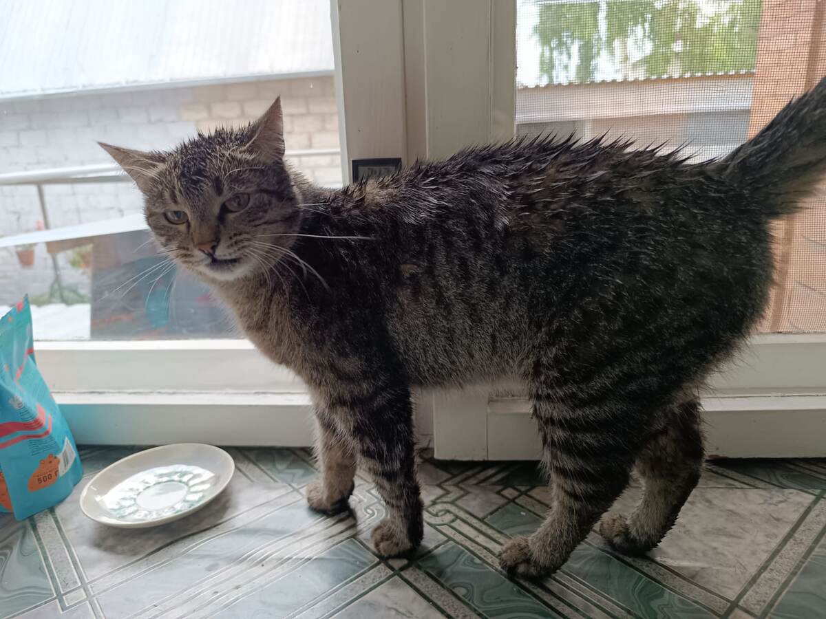 Локи в образе