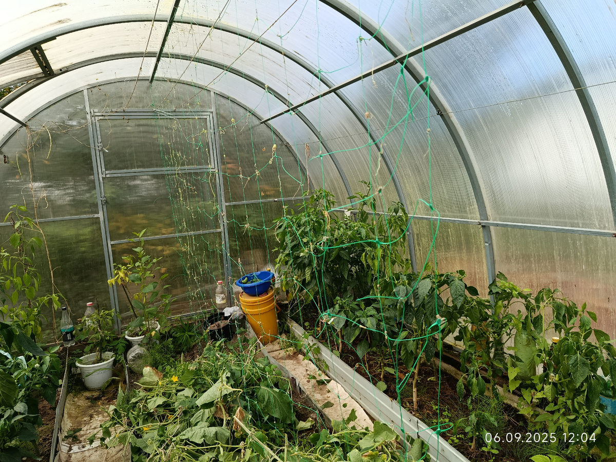 6 сентября, сняла огурцы