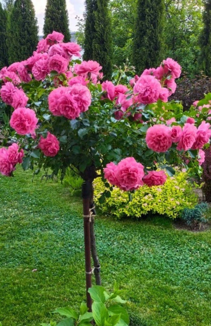 розариум ютерсен