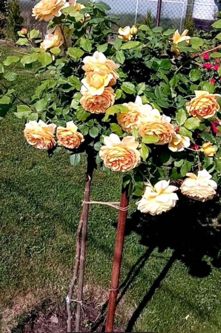 голден селебрейшен