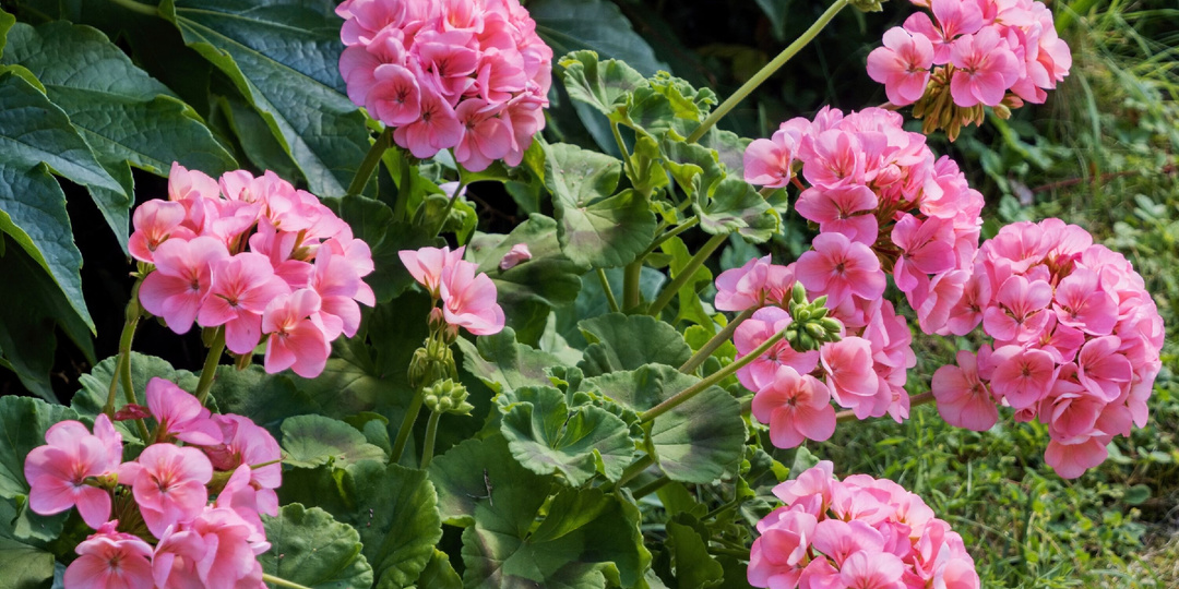 "Начинайте сохранять цветы": большой список Цветов, нуждающихся в осеннем черенковании. Не упустите момент