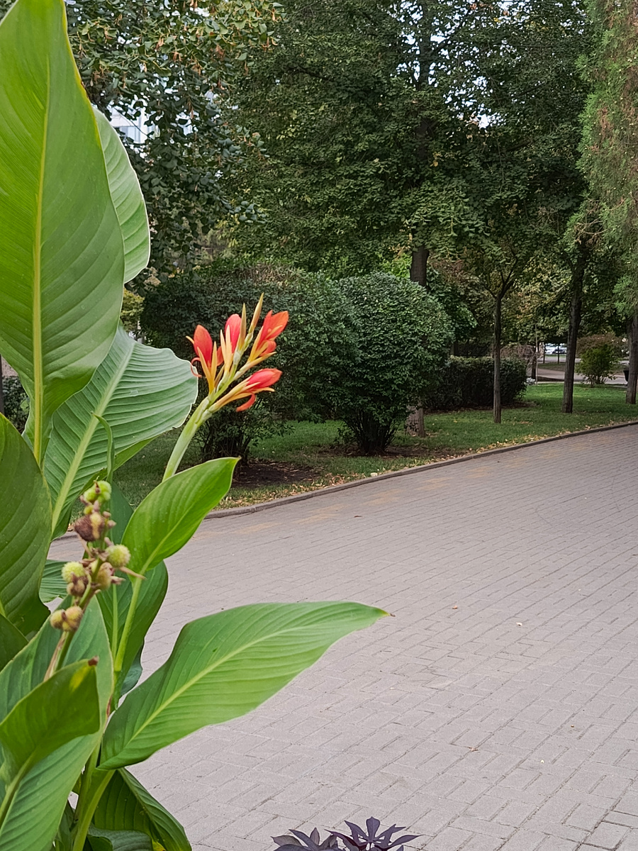 Этот прекрасный цветок на центральной клумбе, где место сбора 5 вёрст - цветёт уже которую субботу подряд. Кто знает, как он называется?))