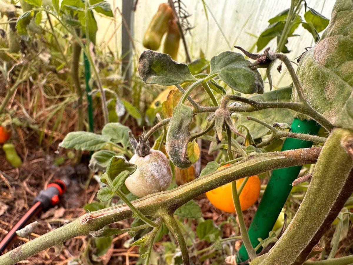 Плесень на томатах