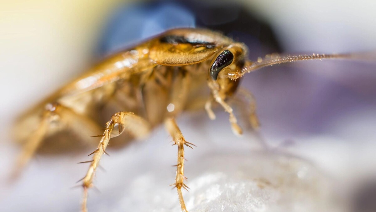 В Барнауле объяснили, кого из россиян чиновники могут называть тараканами. Автор: Erik_Karits. Источник: pixabay.com