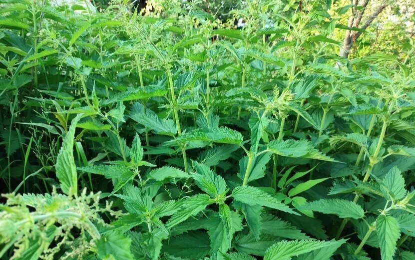    Погода в Ижевске на день: 8 сентября ждем дождь и до +21°С