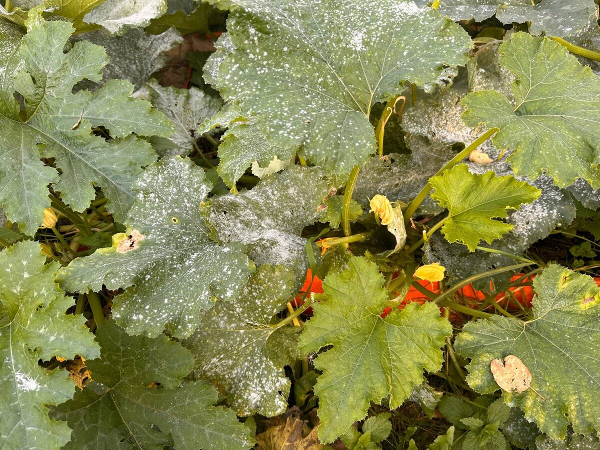 Мучнистая роса на кабачках