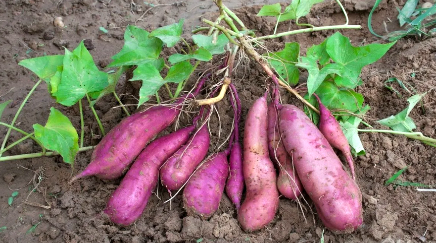 Батат: Сладкий Картофель - Эликсир Здоровья