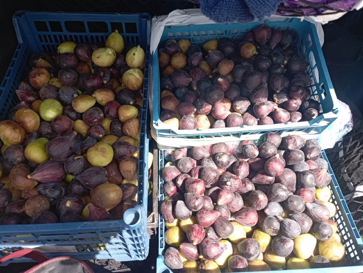 Инжир. Фото Евгении Блинчик.