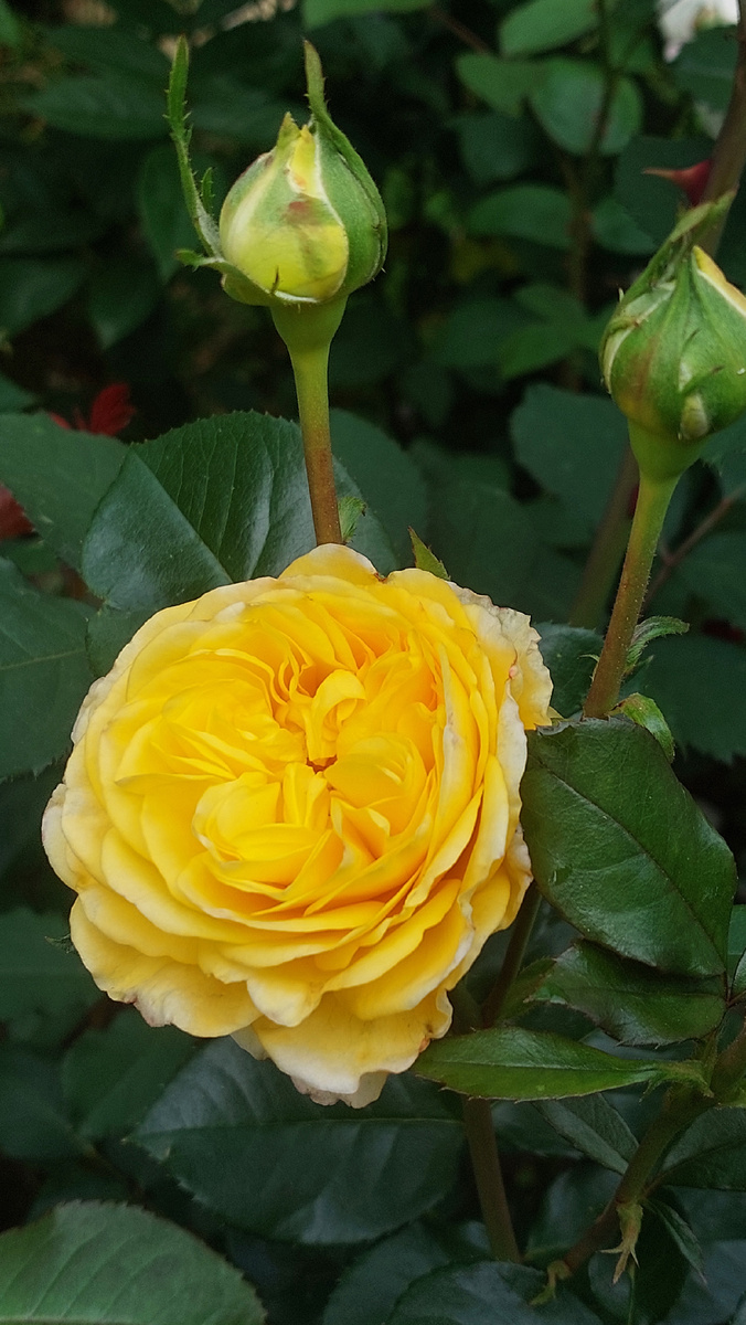 Инка. Флорибунда