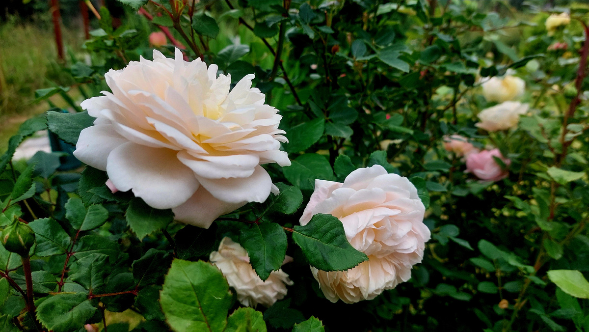 Крокус Роуз. "Остинка"