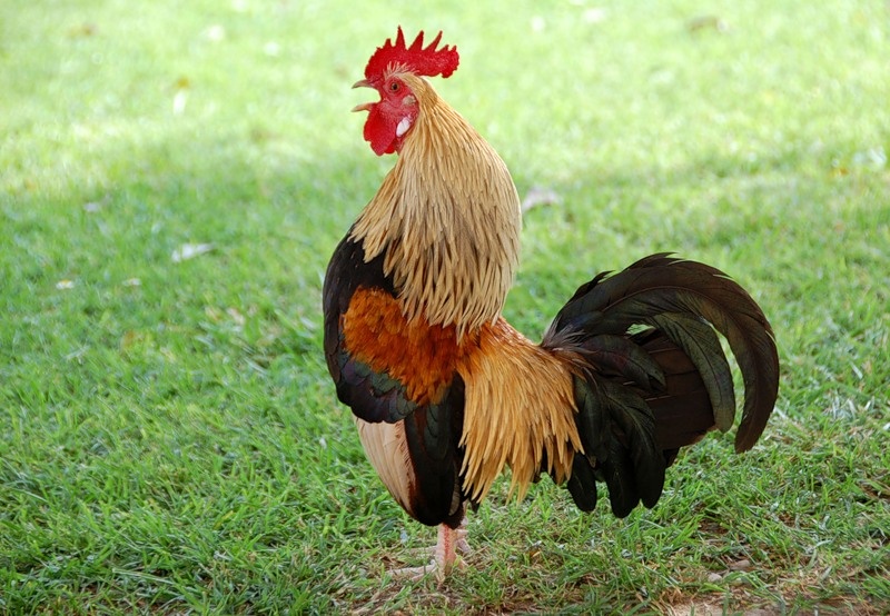 Это и другие изображения взяты из открытых источников