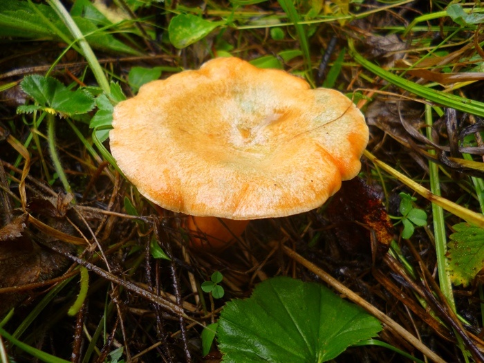 Рыжик еловый (фото из архива автора)