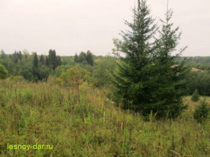 Одно из характерных мест, где можно найти рыжик еловый (фото с блога "Лесная кладовая")