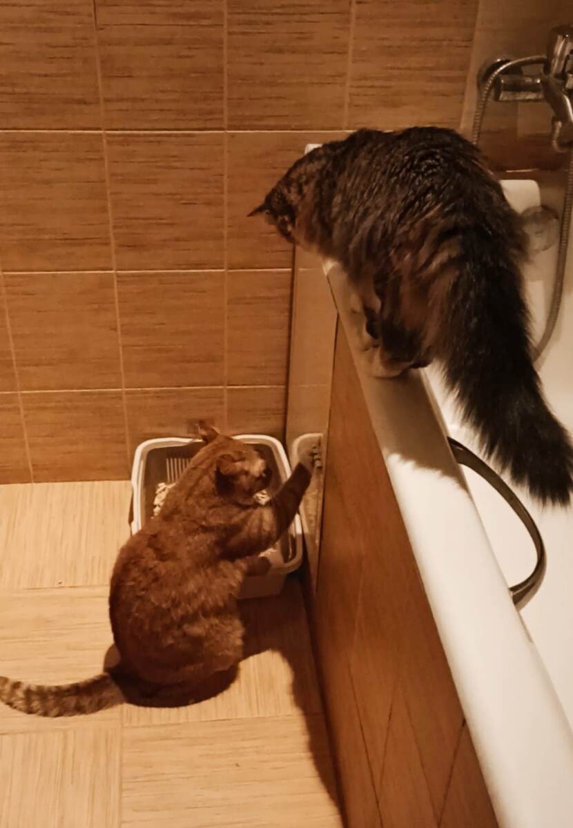 Мда! Шпингалет победил)) 