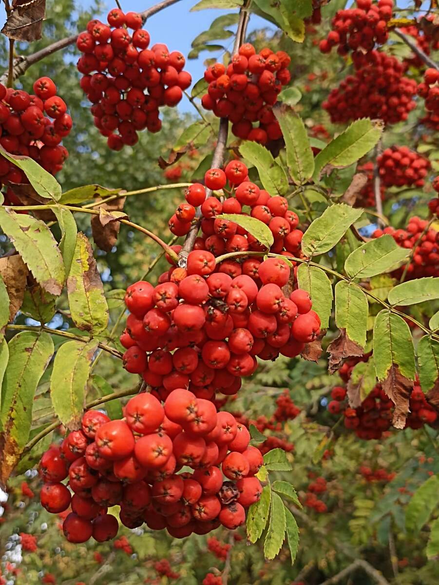 Вот такая красота! 