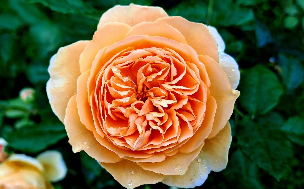 Роза Голден Селебрейшен. Вторая волна цветения. Лучи заходящего солнца окрашивают розу в теплые тона