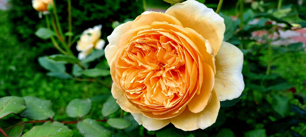 Голден Селебрейшен. Утро розочка встречает холодным оттенком золота