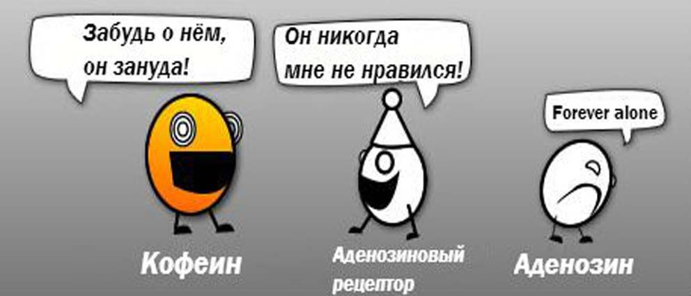 Когда аденозин связывается с соответствующими рецепторами, это приводит к замедлению деятельности и вызывает чувство усталости. Поскольку кофеин имеет сходную с аденозином структуру, он связывается с теми же рецепторами, но при этом не происходит снижения активности клеток, наоборот, она возрастает.