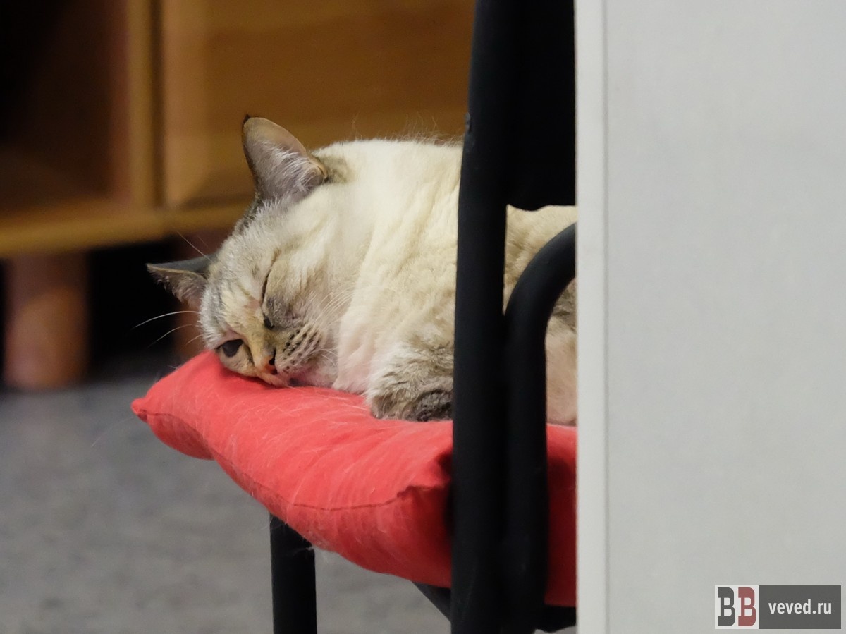     Фото: Вечерние ведомости