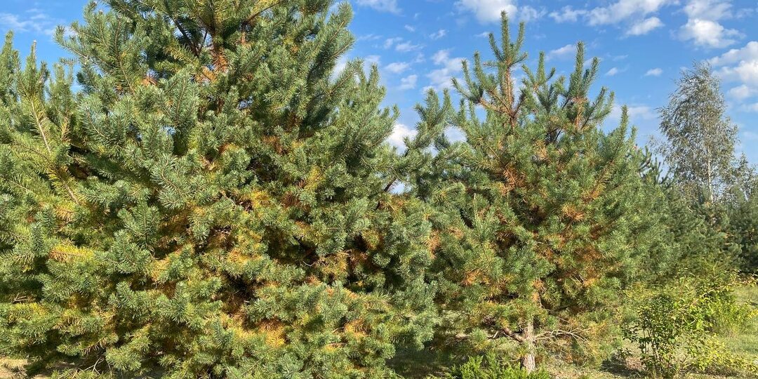 Сосны резко пожелтели. Как отличить ржавчину от хвоепада