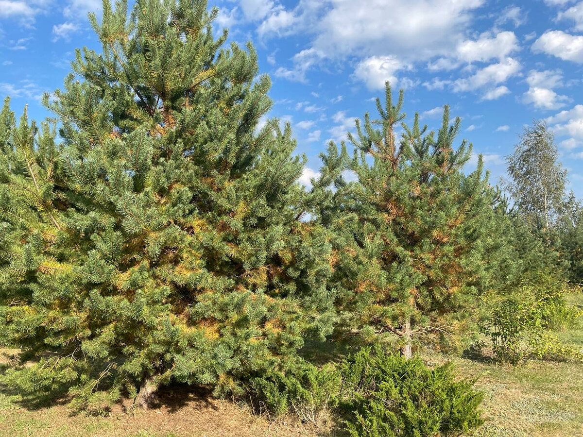 Хвоя сосен пожелтела. Фото автора  